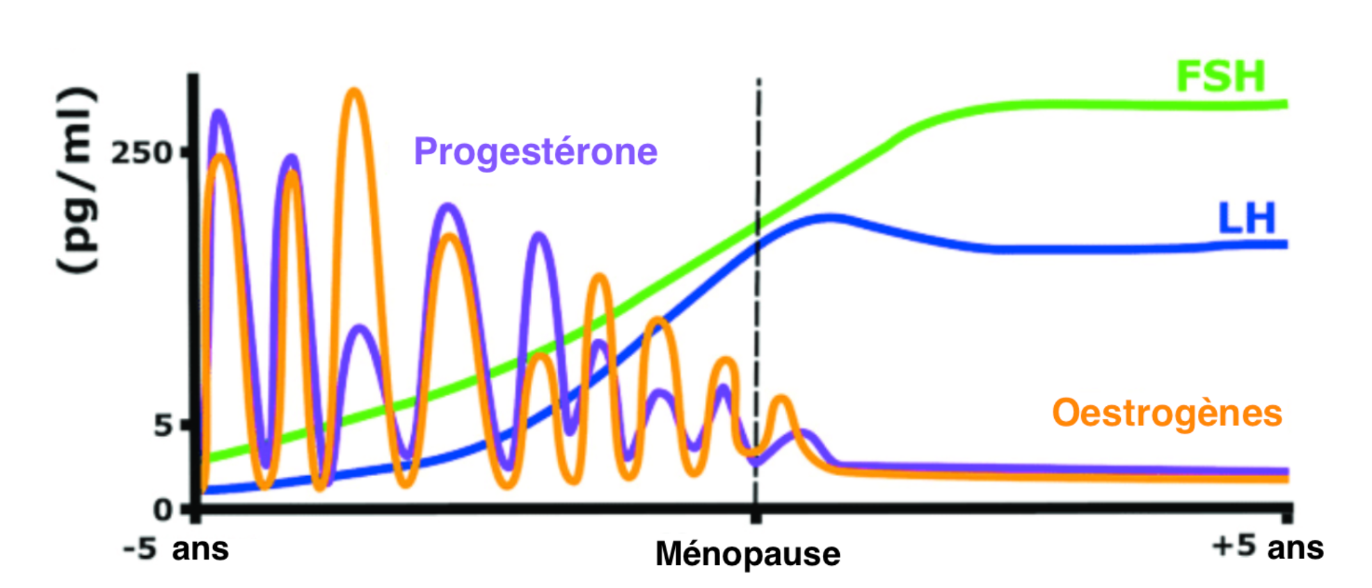 a diagram of menopause and menopause