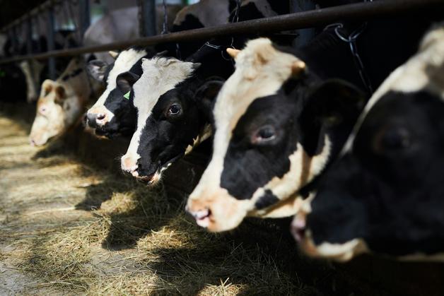 Vaches laitières dans une étable, illustrant une source potentielle d'allergie au lait de vache.