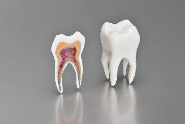 Illustration montrant deux dents, l'une coupe et l'autre en vue transversale, illustrant l'ordre dent bébé.