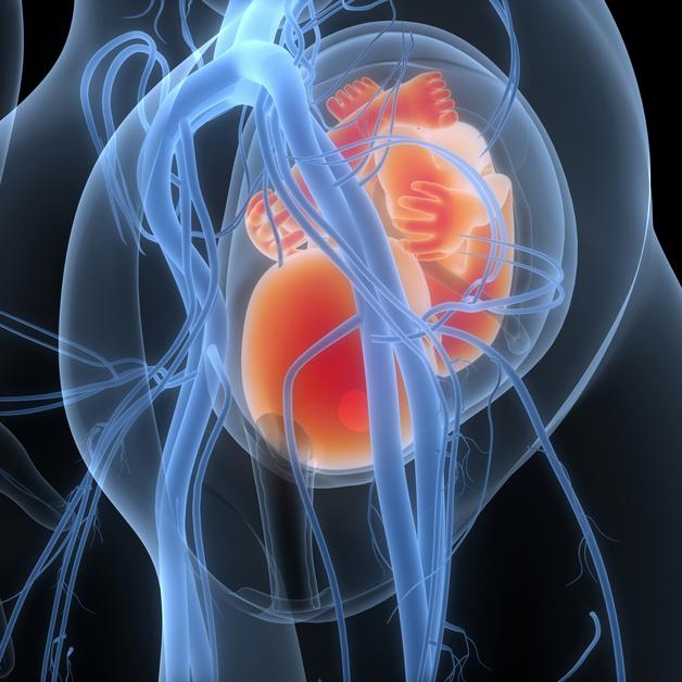 Fœtus dans un utérus avec des vaisseaux sanguins, illustrant le risque associé au placenta praevia.
