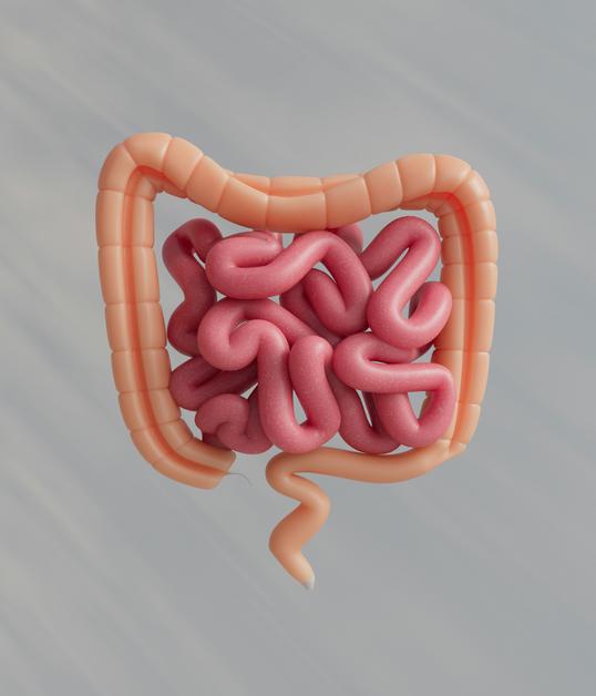 Probiotique bebe : Diagramme illustrant le système digestif d'un bébé, soulignant l'importance des probiotiques pour la santé intestinale.