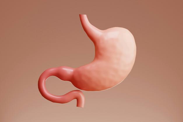 Illustration d'un estomac pouvant illustrer les causes de la diarrhée enceinte.