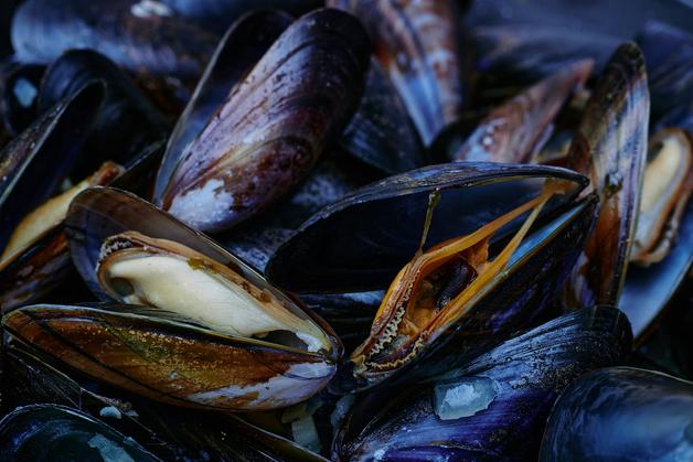 Moules fraîches et prêtes à cuire, délicieuses pour les femmes enceintes, en évitant les fruits mer enceinte mal cuits.